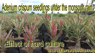 Adenium crispum seedlings under the monsoon rain Effect of hard culture [upl. by Hawkie]