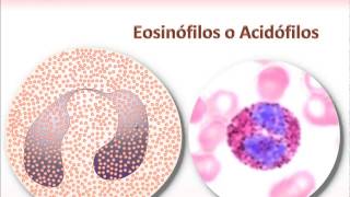 Neutrofilos Eosinofilos y Basofilos [upl. by Hernardo916]