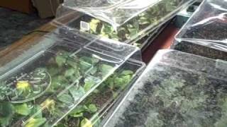 Indoor Plant Seedlings and Propagation Cuttings Tour [upl. by Krug881]