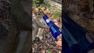 An easy way to domesticate Squirrels and Birds shorts animals [upl. by Weslee327]