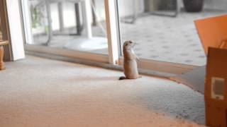 Our baby prairie dog playing with our cat [upl. by Lilla]