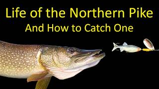 Life of a Northern Pike and How to Fish for Pike [upl. by Tema]