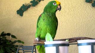 Yellow Fronted Amazon ParrotMOV [upl. by Odranoel]