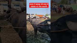 Due to panic in the market the trader asked for Rs 115000 buffalovideo pashubazar cowmilk [upl. by Adian]