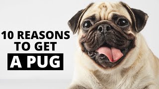 10 Reasons to get a Pug [upl. by Raddie]