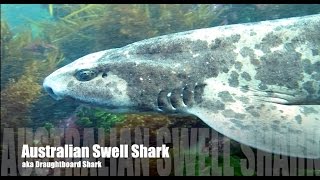 Friendly Swellshark Draughtboard Shark Scuba Melbourne Australia 2015 HD [upl. by Miza]