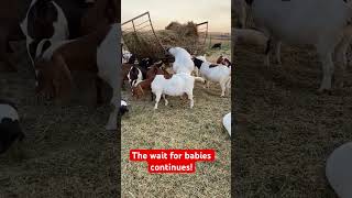 Fall kidders should start kidding soon goats goatfarming [upl. by Hakvir]