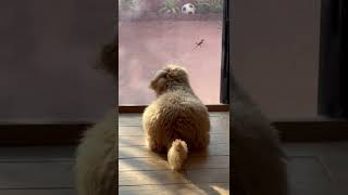 Goldendoodle barking at lizard [upl. by Anieral149]