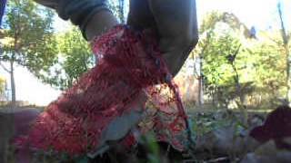 How to set a bird trap bow net trap [upl. by Sathrum]