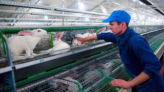 Intelligent Technology for Rabbit Farm Amazing Technology for Agriculture Modern Farm for Rabbits [upl. by Sibylla365]