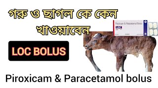 পশুকে কখন কি রোগে কিভাবে খাওয়াবেন Loc Bolus Piroxicam amp Paracetamol Bolus [upl. by Sheff]