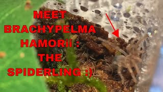 Meet my new Spiderling Tarantula  Lets do this again Brachypelma Hamorii [upl. by Colt]