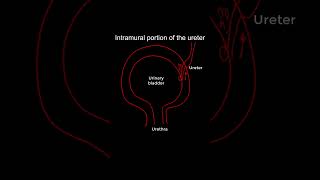 Intramural Ureter Anatomy Functional Significance shorts anatomy [upl. by Kimbra275]