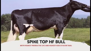 ABS SPIKE TOP IMPORTED HF BULL OF BHARAT genomic bull absBest for Dystokia relief [upl. by Massingill]