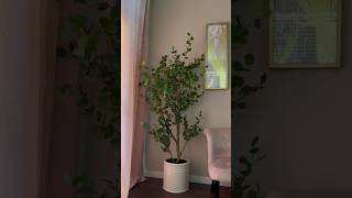 Unboxing the new Costco 65 feet Faux Eucalyptus Tree [upl. by Colby]