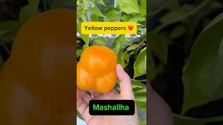 Harvesting yellow peppers 🫑 shorts shortvideo harvest garden tendingshort [upl. by Noicpecnoc]