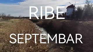 RIBE HOROSKOP SEPTEMBAR 2024 [upl. by Trahern]