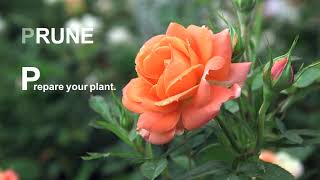 Pruning And Training Your Climbing Rose [upl. by Ohcirej]