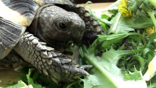 My tortoise eating some Dandelion leaves [upl. by Ain]