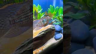 New CentralSouth American Cichlid tank [upl. by Gilbert]