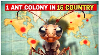 Ant Colony in 15 Country 🐜 [upl. by Shaia167]