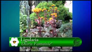 Plant Pick  Ligularia  Osiris Fantaisie [upl. by Flower720]