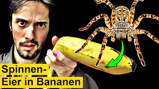 Gefährliche Spinneneier plötzlich in Bananen [upl. by Saxen289]