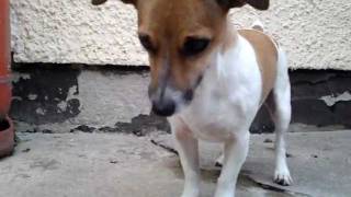 Miniature Jack Russells  Dog with Heart on its side [upl. by Kenji]