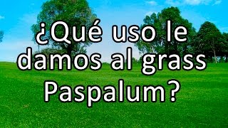 QUE USO LE DAMOS AL GRASS PASPALUM [upl. by Marni]