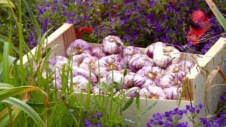 Terroir  toute la saveur de lail français [upl. by Erfert255]