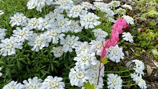 Candytuft Iberis Sempervirens  Time to Bloom April 23 [upl. by Avenej]