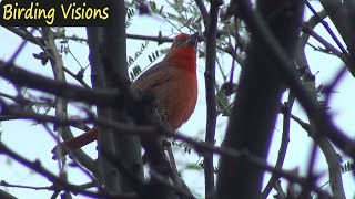 Birding Madera Canyon Arizona – Hepatic Tanager and more [upl. by Kcoj]