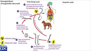 Strongyloides stercoralis life cycle [upl. by Siramay]