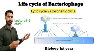 lytic and Lysogenic cycle of Bactyeriophage Lec6 Ch5 in Urdu Hindi by Dr Hadi [upl. by Dewayne]