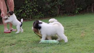 CACHORROS JUGANDO  PUPPIES PLAYING  FOX TERRIER [upl. by Adnuhs]