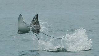 Science in Action Spotted Eagle Rays  California Academy of Sciences [upl. by Ikir]