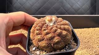 CK選拔 蜥蜴皮 Copiapoa lizardskin today 2023 [upl. by Neruat]