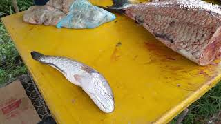 Huge Catla fish  කැට්ලෑවෝ Sri Lankan Tank Fish වැව් මාලු [upl. by Alamac509]