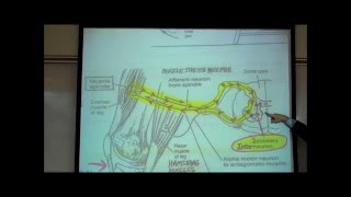 STRETCH REFLEXES by Professor Fink [upl. by Obau]