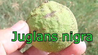 TUTO BENE quot24quot  LE NOYER NOIR  BLACK WALNUTS Juglans nigra [upl. by Ledniahs]