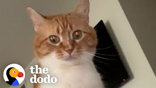 Guy Teaches His Cat To Talk😹  The Dodo Cat Crazy [upl. by Viv]