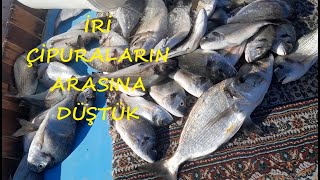 ÇİPURA AVI FOÇA 18 KG [upl. by Joerg]