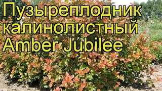 Пузыреплодник калинолистный Эмбер Джубиле Краткий обзор physocarpus opulifolius Amber Jubilee [upl. by Aneerehs]