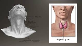 Basics of Thyroid Ultrasound [upl. by Aoket]