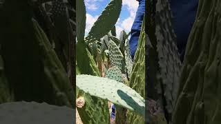 HUERTA DE NOPAL FORRAJERO nopal huerta agricultura rancho campo [upl. by Ahsekat]