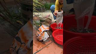 Baby monkey sitting watching mother wash oysters [upl. by Lalla]