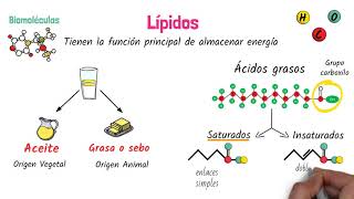 Lípidos Biomoléculas [upl. by Nnairak]