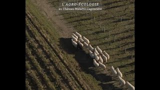 Agroécologie au Château MalarticLagravière [upl. by Piper]