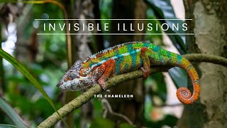 The Science Behind Chameleon Camouflage How Do They Change Colour [upl. by Kessel]