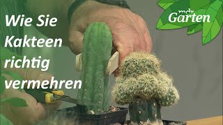 Wie Sie Kakteen richtig durch Pfropfen vermehren  MDR Garten [upl. by Nyra]